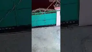 В Индии, леопард украл собаку.