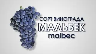 Виноголик. Сорт красного винограда Мальбек