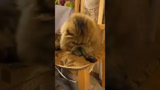 #артём