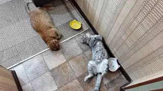 - Вась, посмотри, правда что у меня шило в попе?!