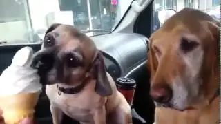 Когда ешь сам и когда даёшь откусить другу.ЖЗН