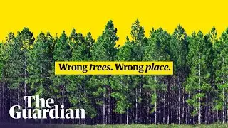 How we get tree planting wrong