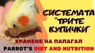 Хранене на папагал: Система 
