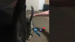 Teaching My Cat To Talk Part 2