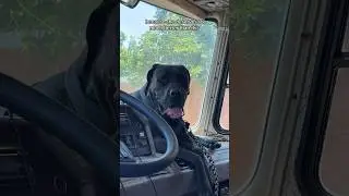 HELP Dog Locked In Hot Vehicle 🐶🚐☀️w OnlyJayus - #Shorts