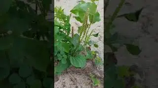 ИНТЕРЕСНОЕ НА ПЛЯЖАХ КИЕВА