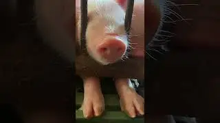 Don't Be Shy, Feel Free to Touch! #LittlePiggy