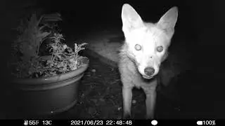Trap cam garden footage