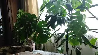 Мои забавные котики ❤
