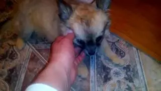 Нашему мальчику 2 месяца. Вот что мы умеемЧихуаХуа Алессандро Дель Тула (шурик )