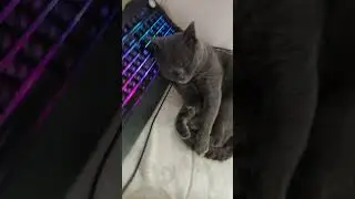 #другчеловека #жизньживотных