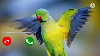 New ringtone mp3 ringtone Hindi Haryana ringtone ringtone mittal ringtone