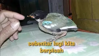 anakan paok hijau yg kini sudah dewasa dan siap dirilis ke alam liar kalimantan