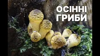По гриби в жовтні. Осінні гриби 2022. Опеньки, сироїжки, чорні лисички, моховички, Іудині вушка.