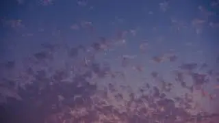 Santa Barbara.(Official Visualizer)