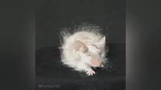 Mizianie puszystej myszki :3