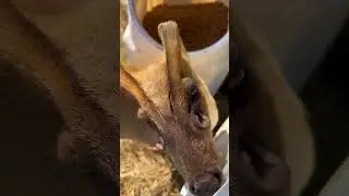 Что это? Почему у него на морде дырки? #shortsце #shots #чтоэто