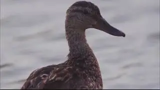 El ánade real o azulón (Anas platyrhynchos)​