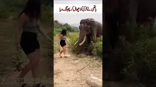 Hathi ney Ladki Ko uta kar Phenk diya || Short Videos