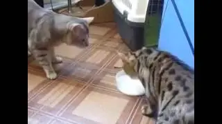 Смешно