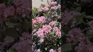 Весна