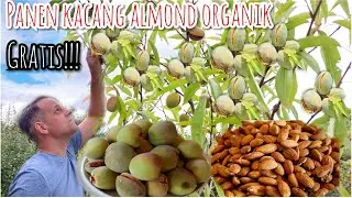 PANEN KACANG ALMOND ORGANIK TIBA TIBA HUJAN || PANEN ALMOND GRATIS