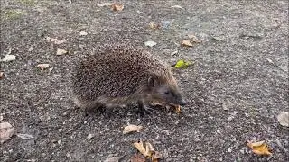 Cute Hedgehog runs away 🤗🥰 | Pure Nature