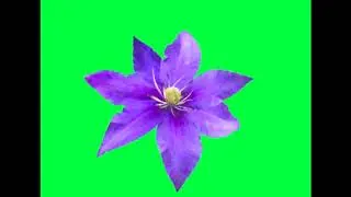 green screen effects elements || Free Best Green Screen Effects