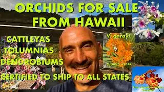 ORCHIDS FOR SALE FROM HAWAII- TOLUMNIAS, DENDROBIUMS🧐🧐CERTIFIED TO SHIP- PLUS GROWING HACKS AND TIPS