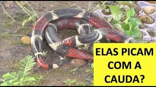 As cobras-corais picam com a cauda?