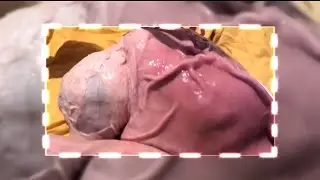 ГОМУНКУЛ. Что за зверь и как вырастить гомункула из яйца?
