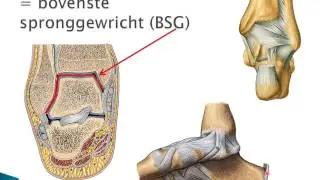 TRK 3.2 Voet en enkelgewricht