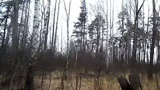 Райские леса поблизости с Саласпилсом.
