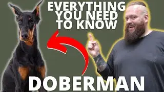 3 FASCINATING FACTS ABOUT THE DOBERMAN
