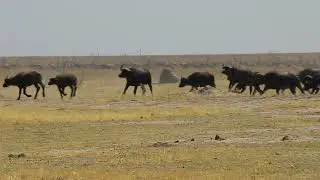 She Managed Take Down One Buffalo For Her Cubs