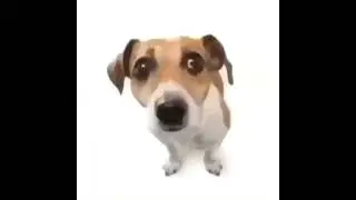 This is what the dog doin