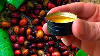 The Colorado Beetle Drops Dead! Best Remedy! How to Treat Potatoes From the Colorado Beetle?
