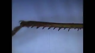 Саранча