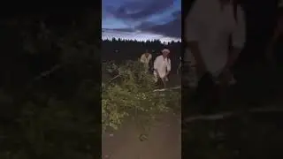 3 dårar flyttar på ett träd.