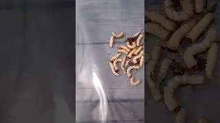 Кушать подано