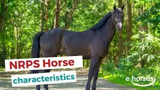 NRPS horse | characteristics, origin & disciplines