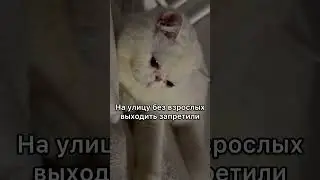 Зверь#котики#cat#тренды#рекомендации#shorts#joke
