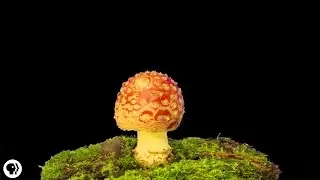 Plants Use An Internet Made of Fungus