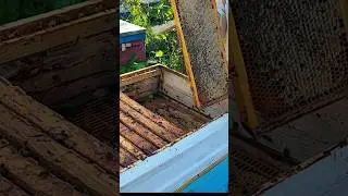 Какая опасная болезнь появилась у пчёл? 