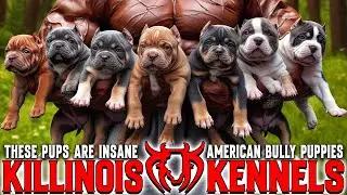 EXTREME American Bully Puppies for Sale from the WORLD FAMOUS Killinois Kennels!