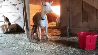 Happy story at the farm :) Cute baby goat trying to get friendly with cats