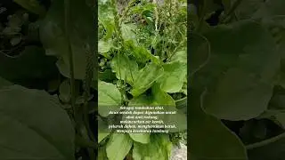 Did You Know : Plantago major / Daun Sendok untuk Kesehatan  #shorts #shortvideo