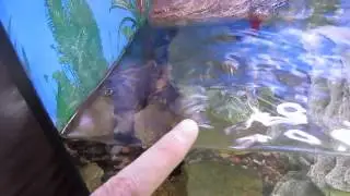 Черепаха в офисе Кирова