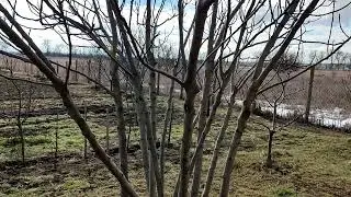 Странная зима в Краснодарском крае. Темрюкский район. Переехали на юг.