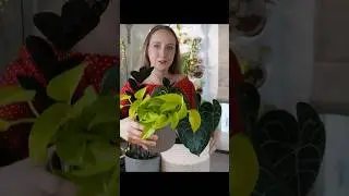 Ароидные: рассказываю, показываю, рисую I ЧАСТЬ 1 🌱 